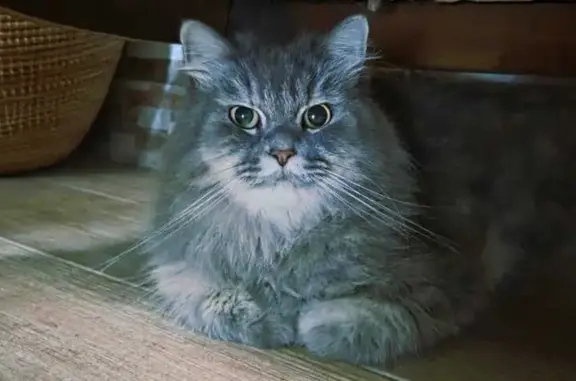 Perdido gato hembra, Calle Mar del Norte, 7, Roquetas de Mar - persa gris y muy tímida - photo