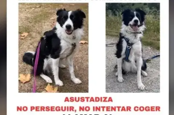 Perdido perro hembra, La Pradera de Navalhorno, Collado-Villalba - Border Collie con collar, arnés y correa - photo