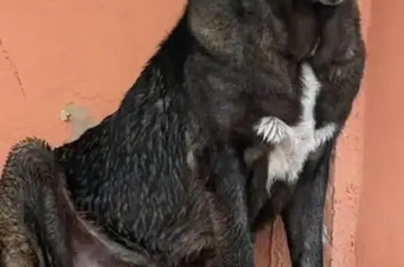 Perdido perro hembra, Plaça Marjal la 02, 2S, Ibi - asustadiza al principio, muy dócil y cariñosa - photo