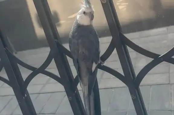 Lost pets Edenvale, photo: Lost bird, Hurlyvale Avenue, Edenvale - white face and grey body