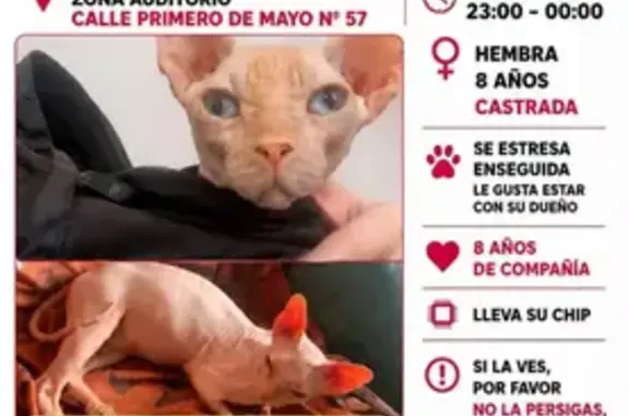 Perdido gato hembra, Calle Primero de Mayo, 55, Murcia - sin pelo y castrada - photo