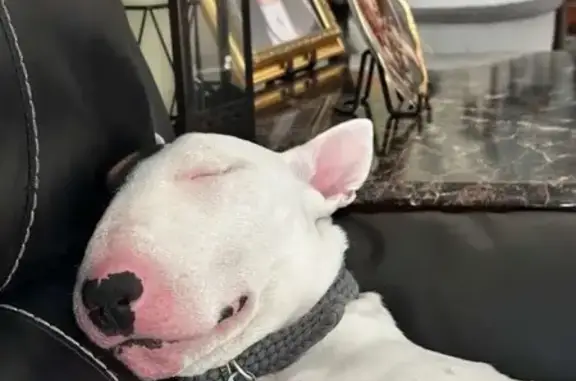 Lost dog, Morgan Hill Road, 46, Hurley - male, white bull terrier in a black harness - photo
