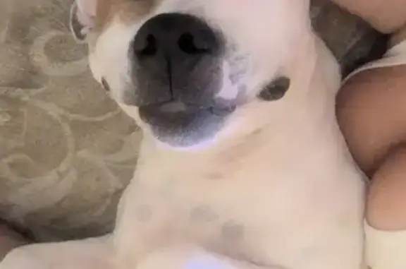 Desapareció cuando yo no estaba en casa, sobre las 13:00h. Es Hembra, actualmente está en celo, y se le nota en la zona de la barriga que ha estado embarazada. No tiene chip. Tiene 1 año y pico de edad. Es color Blanca y beige.