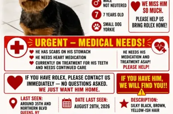 Missing dog Male, Queens (usl545271) - photo