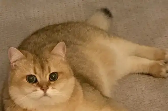 Lost cat, Southeast 45th Lane, 12985, Bellevue, Seattle — male, golden British shorthair - photo