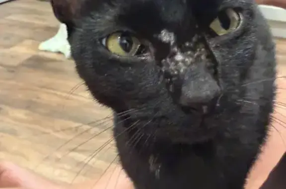 Found cat, Carol Drive, Delawa...