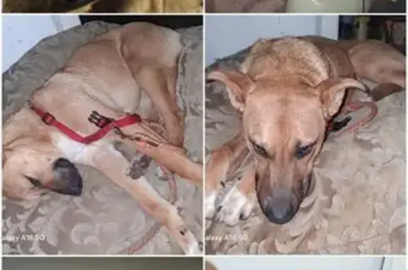 Missing dog Arcata, photo: Lost dog, Creamery Row Alley, 1450, Arcata — female, huge ears