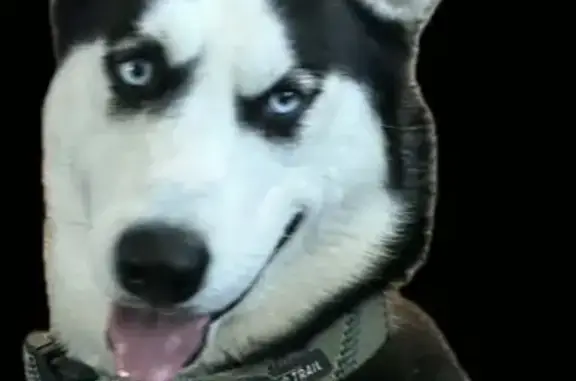 Lost dog, Scalero Circle, Anchorage - black and white, black circle around the eyes - photo