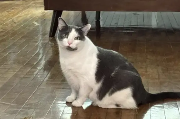 Lost cat, South Albany Avenue, 6135, Chicago - gray and white, chubby, short hair - photo