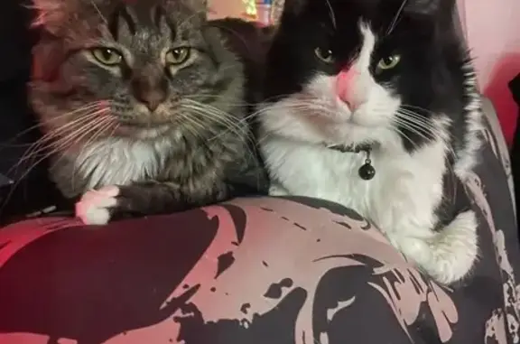 Missing cat Great Falls, photo: Lost cat, 4th Street South, 414, Great Falls — very fluffy male cat with a mass on his stomach