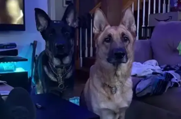 Lost dog, Hackers Creek Road, 1322, Jane Lew, Jane Lew - female, black with tan legs and belly, little nick in right ear - photo