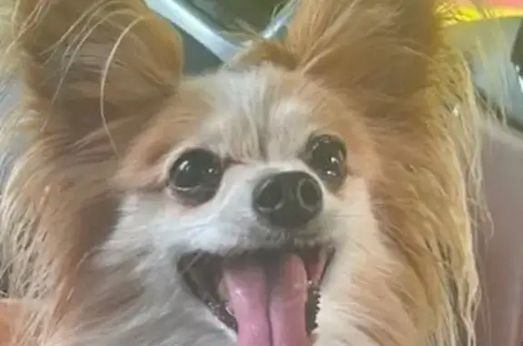 Lost dog, Grande Court, 2002, Kissimmee — small white and tan Papillon - photo