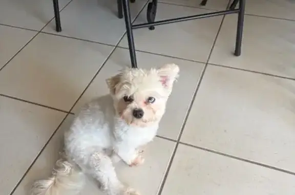 Lost dog, Southwest 134th Avenue, Miami - white, blue eye, hard of hearing - photo