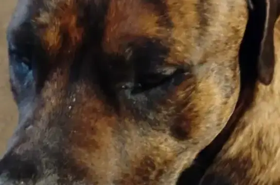 Lost dog, Mallard Road, 13433, Mission Creek Township, Brook Park - male, copper brindle, limping - photo