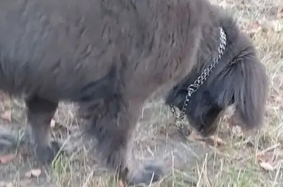 Знайдено собаку Львів, фото: Знайдена собака, вулиця Володимира Великого, 2, Львів — хромає на одну ногу, має нашийник