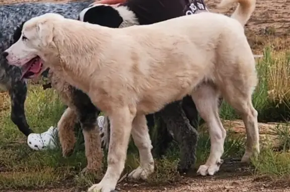 Lost dog, 7 Bar Trail, 948, Chino Valley - male, pure white, shy but very friendly - photo