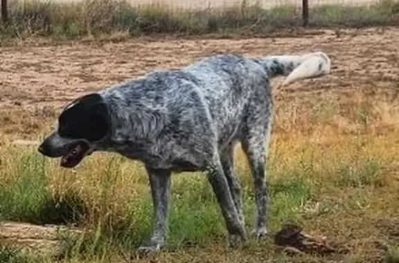 Lost dog, 7 Bar Trail, 948, Chino Valley - female, large gray dog with white spots - photo