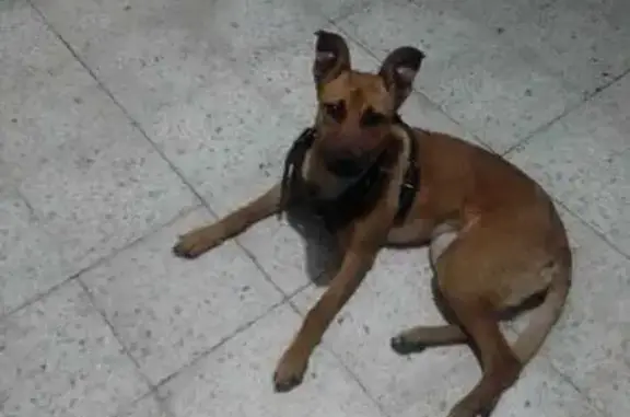 Búsqueda de mascotas, foto: Encontrado perro hembra, Las Golondrinas, 149, Ciudad Nezahualcóyotl — juguetona, con pechera negra