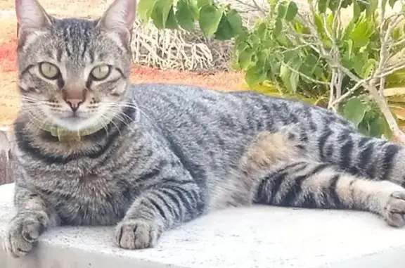 Perdido gato hembra, Calle Hipico del Sur, 144, Arona - gris atigrada con collar amarillo gastado - photo