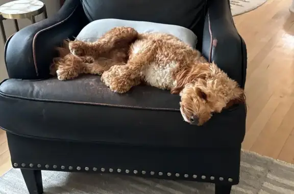 Missing dog Glenview, photo: Lost dog, Whitefish Bay, Wisconsin, Glenview — male