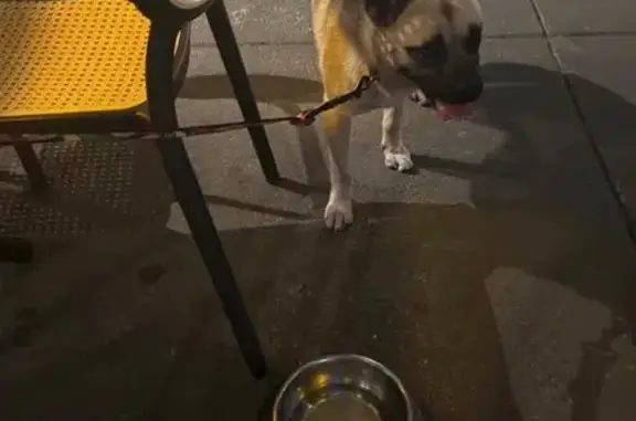 Búsqueda de mascotas, foto: Encontrado perro hembra, Avenida Álvaro Obregón, 8, Ciudad de México, Benito Juarez - cachorra mestiza tipo spitz/pastor con collar sin placa