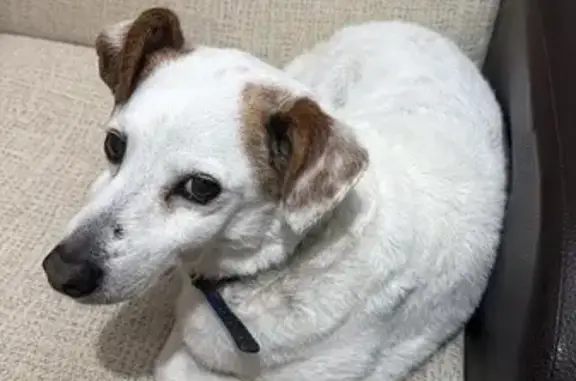 Perdido perro macho, Calle Cuevas de Altamira, 3T, Sanlúcar de Barrameda — bodeguero blanco de 12 años - photo