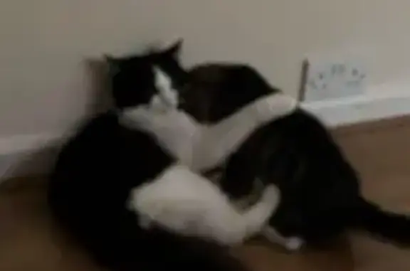 Lost cat, Old Oak Common Lane, London - big fluffy male - photo
