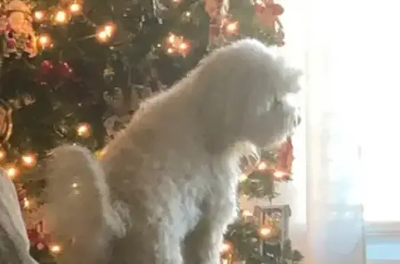 Missing dog Ashford, photo: Lost dog, Ben Ivey Road, 325, Ashford - female, white Malti Poo
