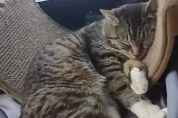 Lost cat, Centennial Loop, 86, Eugene — female brown and white tabby with reflective light green collar - photo