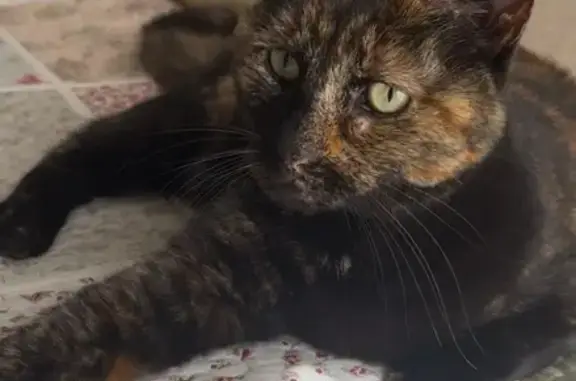 Lost cat, Baobab Street, 17-3, Centurion - tortoiseshell female - photo