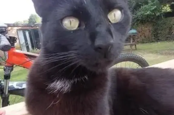Lost cat, Kearsley Drive, Horwich — neutered male, chipped - photo