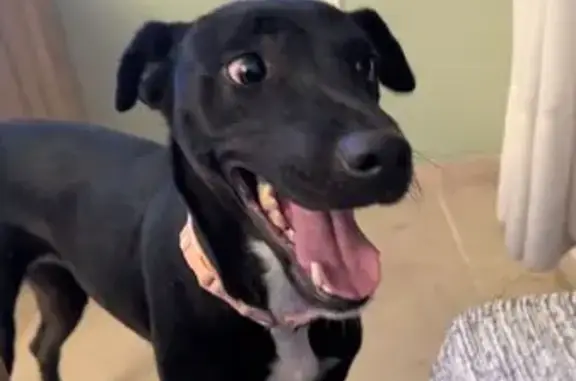 Encontré una perrita el sábado por la tarde/noche en Valencina de la Concepción (Sevilla). Estaba sola y pregunté por la zona, pero nadie la reconoció. La llevé al veterinario y no tiene microchip, y la policía me indicó que no podía hacerse cargo ni trabajaba con ninguna asociación. Os adjunto fotos para que podáis valorar el caso. Parece una perrita acostumbrada a vivir en una casa y convivir con personas. Es muy cariñosa, aunque está algo nerviosa y desorientada. Con otros perros se ha llevado bien, aunque con los gatos no reacciona tan bien. Actualmente está recogida pero no puedo quedármela en casa, aunque sí podría ayudar económicamente. Me preocupa mucho que pueda pasarle algo y agradecería muchísimo que pudierais acogerla o ayudarla. Muchas gracias de corazón por vuestra labor.