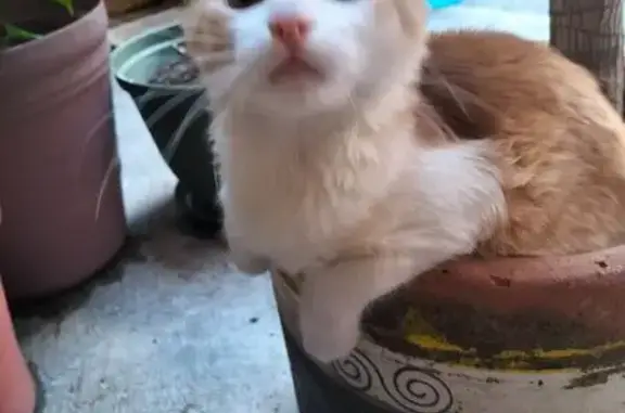 Perdido gato masculino, Villa Ballester, 152, Ciudad de México - pelaje blanco y naranja - photo