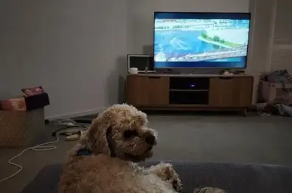 Lost dog, Sugarleaf Court, Gold Coast, Sydney - male cavoodle with blue name tag - photo