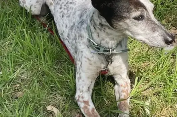Lost dog, female, Harker Esplanade, 22, Wyndham City, Hobsons Bay — stump tail - photo