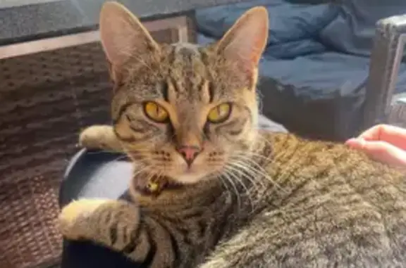 Lost cat, Glenside Street, 12, Moonee Valley, Maribyrnong - timid tabby with pink collar - photo