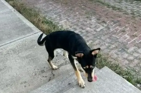 Found dog Indianapolis, photo: Found dog, East 9th Street, 115, Indianapolis - very friendly female