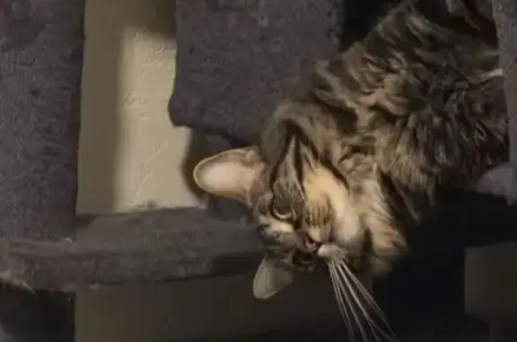 Lost cat, Bennett Avenue, 725, Hines - female tabby with white chest spot - photo