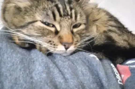 Lost cat, Bennett Avenue, 725, Hines - tabby with a white chin - photo
