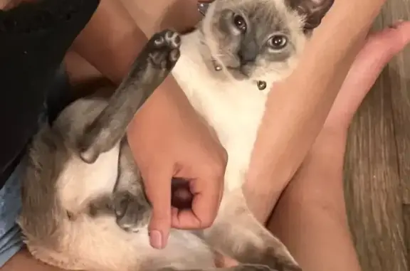 Missing cat Pace, photo: Lost cat, Oak Vista Lane, 4598, Milton, Pace — male, shy around strangers