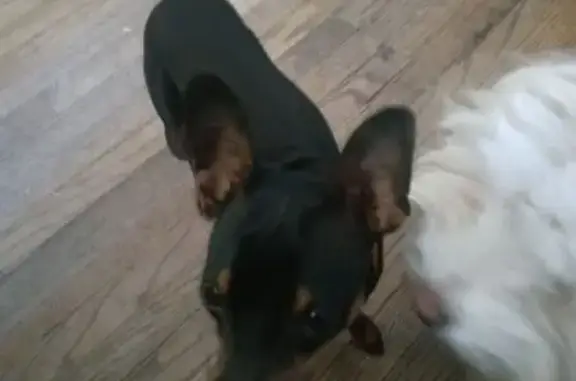 Lost dog, Arleta Avenue, 10942, Los Angeles - male, neutered, Miniature Pincher - photo