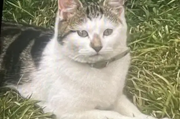 Lost cat, Kingsdown Drive, Bolton — white-grey on body, usually stays nearby - photo
