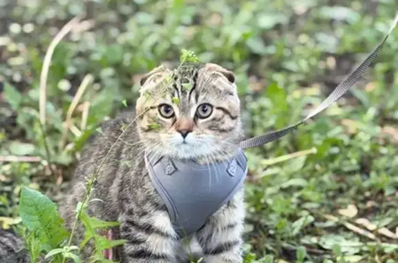 Lost cat, North Drake Avenue, 4517, Chicago - photo