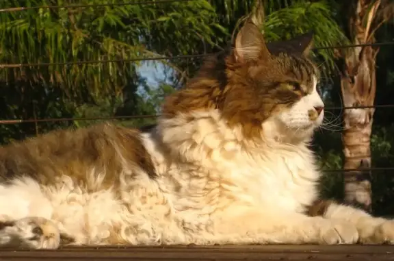 Lost cat, Clayton Road, Swan View - male, 15 years old, long hair tabby x white x brown - photo