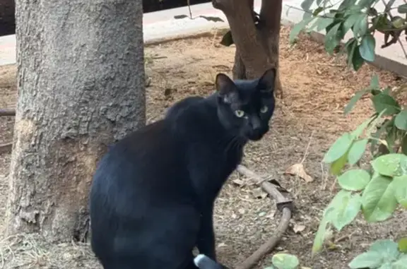Búsqueda de mascotas, foto: Encontrado gato macho, Calle Ramon y Cajal, 17, Getafe, Getafe - negro y flaco con ojos amarillos