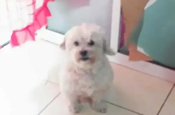 Animales perdidos Santa Maria Chimalhuacan, foto: Perro perdido macho, Avenida Nezahualcóyotl, 118, Chimalhuacán, Santa Maria Chimalhuacan — pelo ondulado con rastas