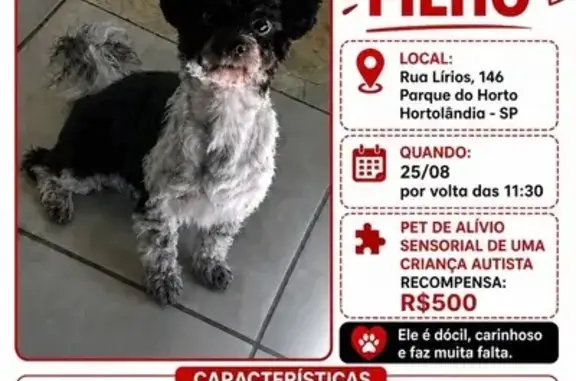 Perdido cachorro macho em Hortolândia, São Paulo - porte pequeno, preto e branco - photo