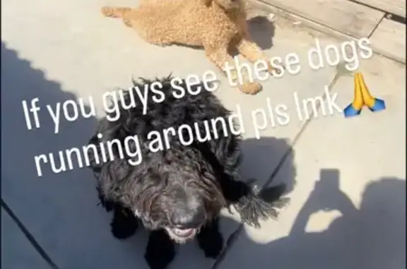 Lost dog, Akers Road, 8515, Bakersfield - friendly, kind - photo
