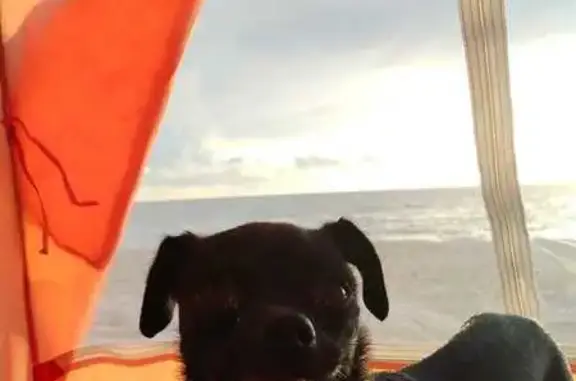 Perdido perro hembra, Playa del Carmen, Quintana Roo - mancha blanca en el pechito - photo