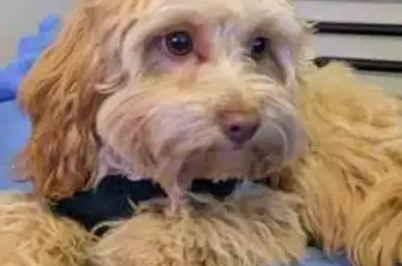 Lost dog, Calderwood Walk, 2, Melbourne - light brown cavoodle in a green and beige woollen vest - photo